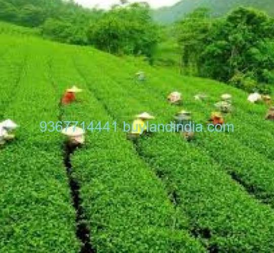 Land for sale 100 to 150 acres sale or buy in Nilgiris